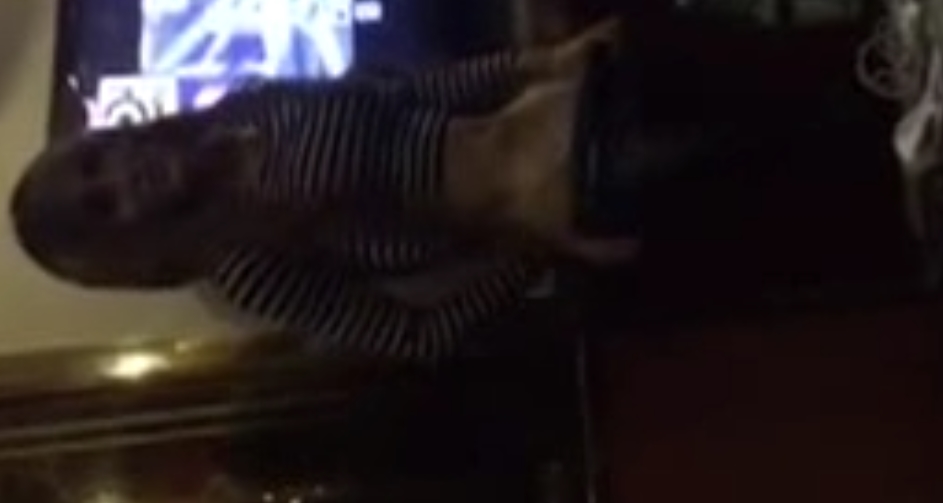 微博TS小樱伪娘绝密合集95部111G深夜福利